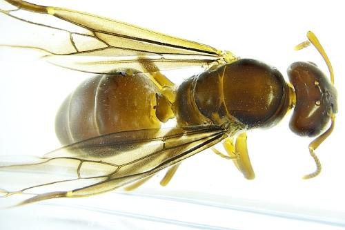 Réf. 311 130 : Lasius sp.